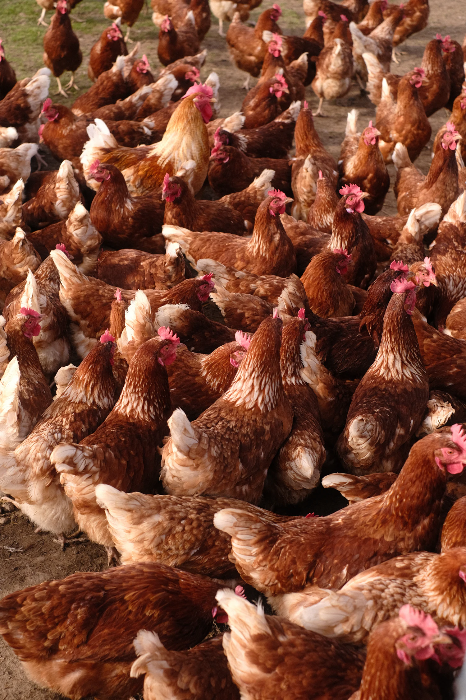 A group of chickens outdoors, illustrating our poultry range
